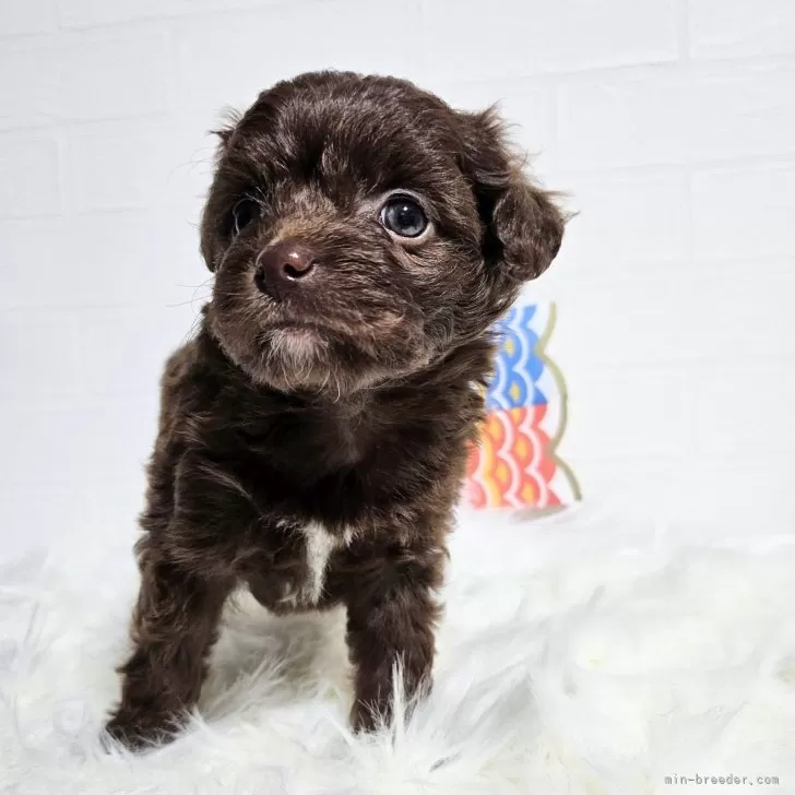 ID：2404-06418の子犬