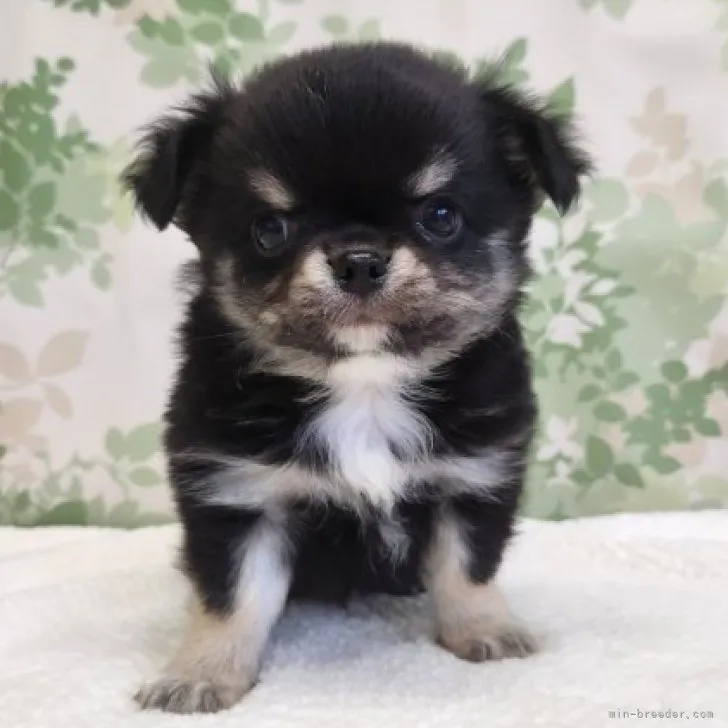 ID：2305-02409の子犬