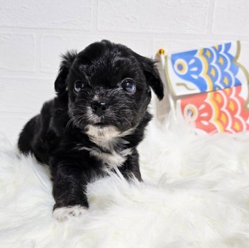 チワプー(チワワ×トイプードル)【徳島県・男の子・2024年3月14日・ブラック&ホワイト】の写真「お顔のとても可愛い子です✨」