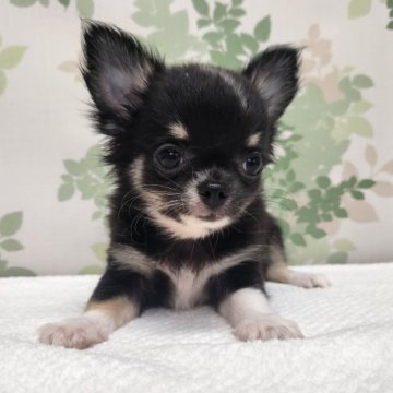 チワワ(ロング)【徳島県・男の子・2023年5月21日・ブラッククリーム&ホワイト】の写真「小さくて可愛い子です！」