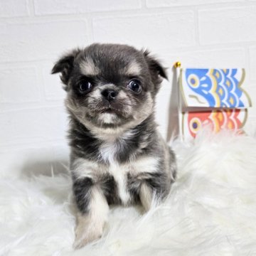 チワワ(ロング)【徳島県・男の子・2024年3月16日・ブルー&クリーム】の写真「お顔のとても可愛い子です✨」