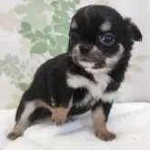 チワワ(ロング)【徳島県・男の子・2023年4月4日・ブラッククリーム&ホワイト】の写真1