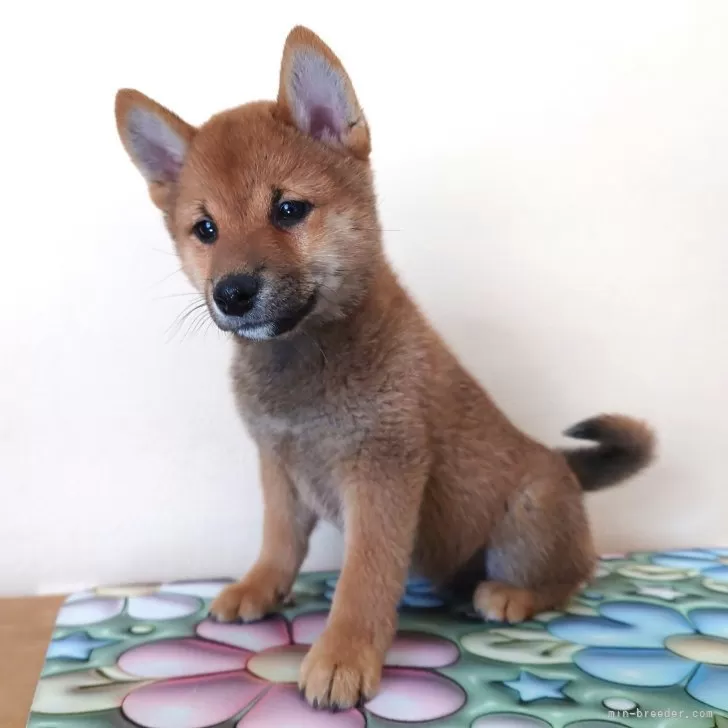 ID：2501-05243の子犬