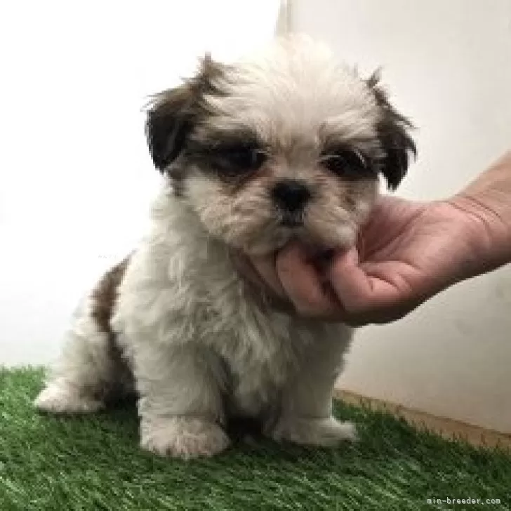 ID:2412-07398の子犬