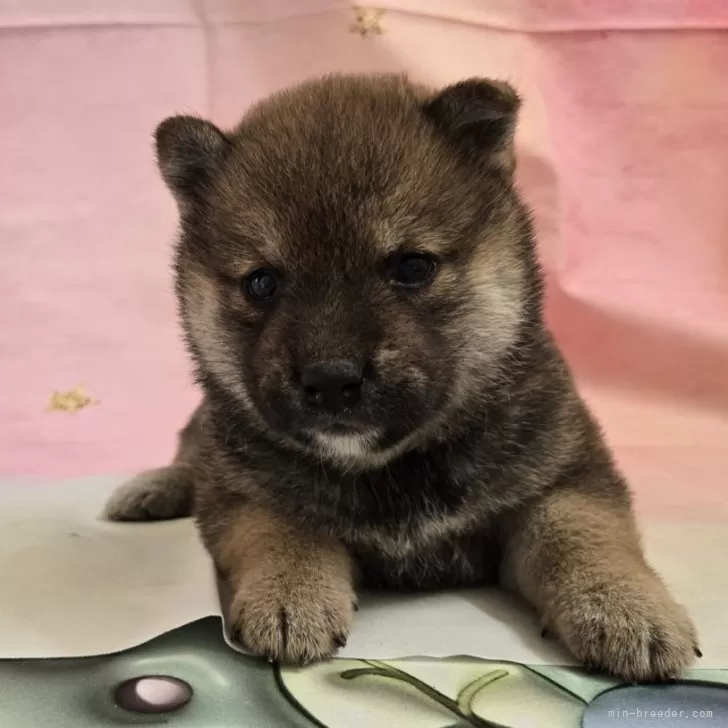ID：2408-08562の子犬