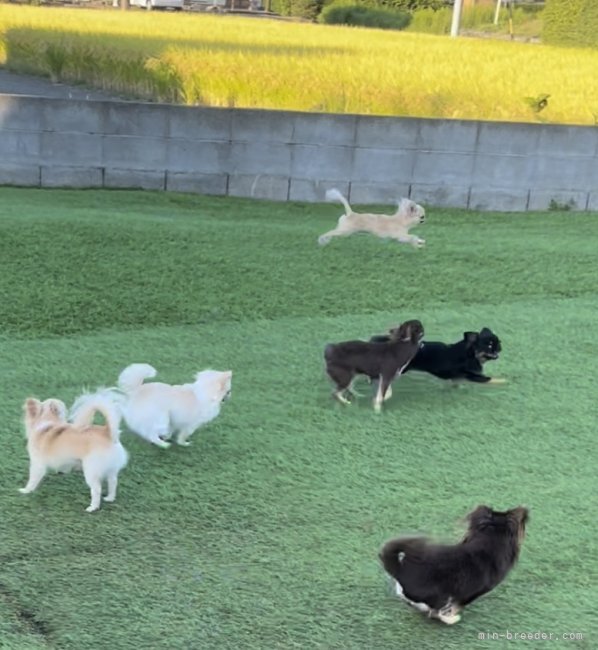 広々ドッグランで毎日走ったり🍀｜黒川　レオナ(くろかわ　れおな)ブリーダー(静岡県・チワワ(ロング)・JKC登録)の紹介写真4