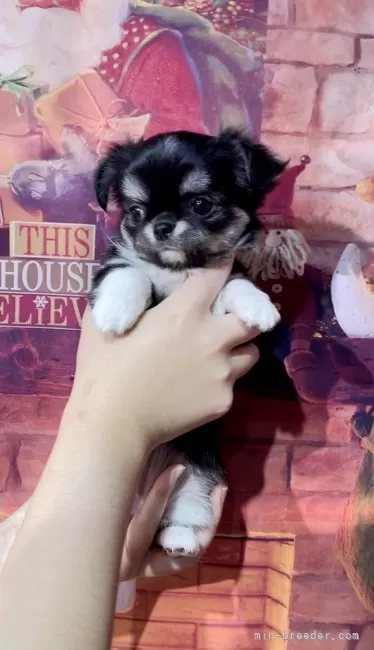 チワワ(ロング)【静岡県・女の子・2025年9月28日・ブラックタン