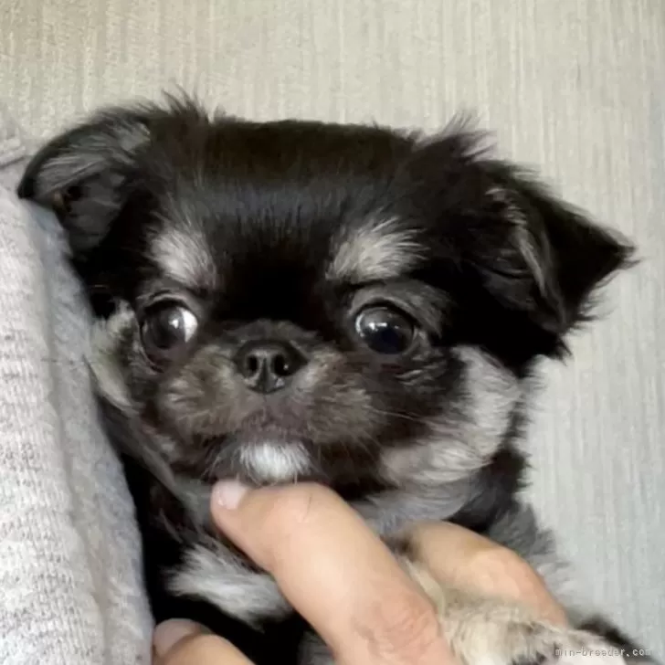 nao 様のお迎えした子犬