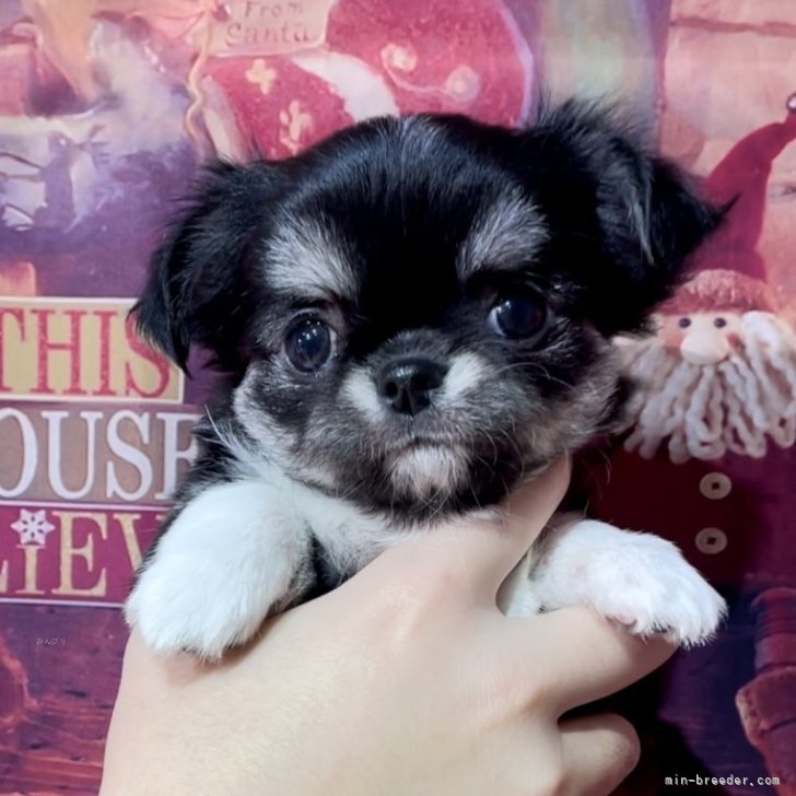 ブリーダー画像