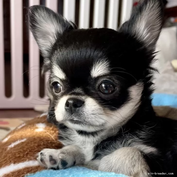 ID：2412-03382の子犬