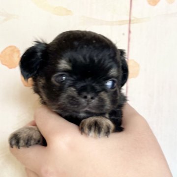 チワワ(ロング)【静岡県・女の子・2025年10月3日・ブラックタン&ホワイト】の写真「可愛い小さな女の子(*♥д♥*)」