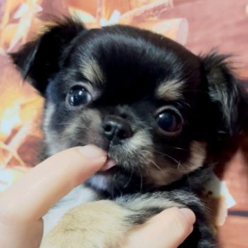 チワワ(ロング)【静岡県・男の子・2025年10月3日・ブラックタンホワイト  トライカラー】の写真「腹てん甘えん坊くん( *'ω'*)و❤︎」