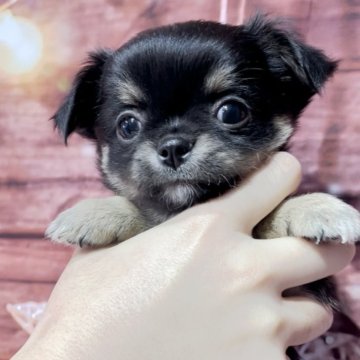 チワワ(ロング)【静岡県・男の子・2025年10月3日・ブラックタンホワイト  トライカラー】の写真「腹てん甘えん坊くん( *'ω'*)و❤︎」