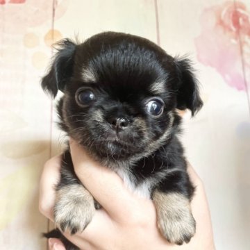 チワワ(ロング)【静岡県・女の子・2025年10月3日・ブラックタン&ホワイト】の写真「可愛いお顔の小さな女の子(*♥д♥*)」