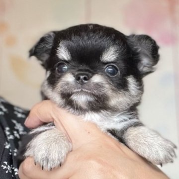 チワワ(ロング)【静岡県・男の子・2025年10月3日・ブラックタン&ホワイト】の写真「女の子みたいな甘いお顔(◍•ᴗ•◍)」