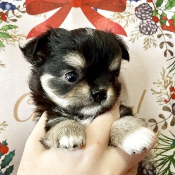 チワワ(ロング)【静岡県・女の子・2025年10月3日・ブラックタン&ホワイト】の写真「小ぶりサイズの女の子(,,>᎑<,,)」