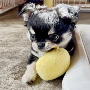 チワワ(ロング)【静岡県・男の子・2025年10月3日・ブラックタンホワイト】の写真「女の子みたいな甘いお顔(◍•ᴗ•◍)」