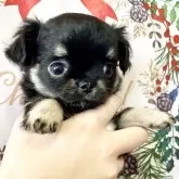 チワワ(ロング)