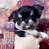 チワワ(ロング)