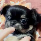 チワワ(ロング)