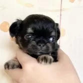 チワワ(ロング)