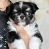 チワワ(ロング)