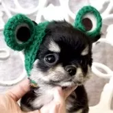 チワワ(ロング)