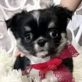 チワワ(ロング)