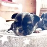 チワワ(ロング)