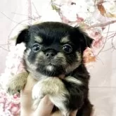 チワワ(ロング)