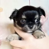 チワワ(ロング)