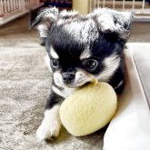 チワワ(ロング)