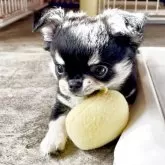 チワワ(ロング)