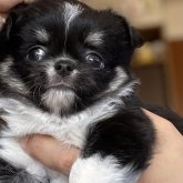 チワワ(ロング)