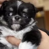 チワワ(ロング)