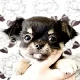 チワワ(ロング)