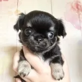 チワワ(ロング)