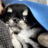 チワワ(ロング)