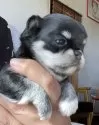 チワワ(ロング)【静岡県・男の子・2024年11月19日・ブラックタン】の写真11「鼻ぺちゃ☺️」