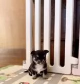 チワワ(ロング)【静岡県・男の子・2025年10月3日・ブラックタンホワイト】の写真14