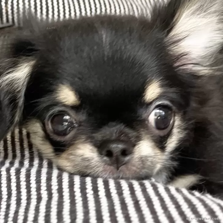 ID:2406-00214の子犬