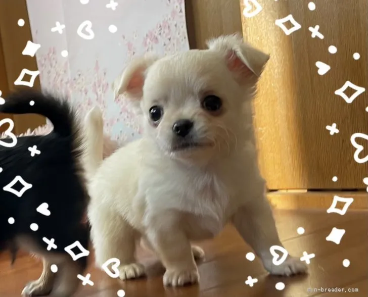 ID：2201-02612の子犬