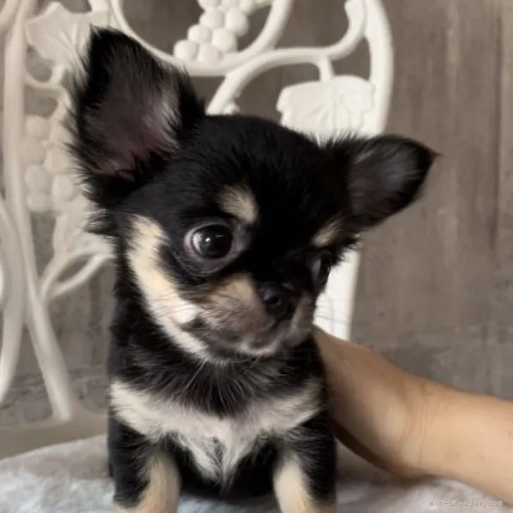 ID:2309-03583の子犬