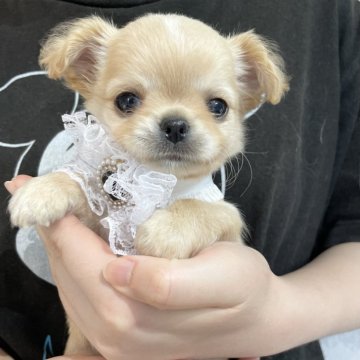 チワワ(ロング)【静岡県・男の子・2024年5月1日・クリーム&ホワイト】の写真「離れタレ目の可愛いアイドル系王子🤴⚪️」