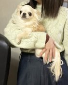 チワワ(ロング)【・男の子・2020年12月10日・クリームପ꒰⑅•ᴗ•。꒱໊੭ ₎₎⭐️】「鼻ぺちゃアイドル系 特選超の可愛いパパ⭐️」