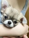 チワワ(ロング)【・女の子・2021年9月18日・フォーン】「小さい頃のニコリ☺︎黒い差し色ありの頃」