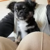 チワワ(ロング)【静岡県・男の子・2023年12月3日・ブラックタン】の写真5「3月8日撮影、可愛いく成長中(*´˘`*)♡🌱」