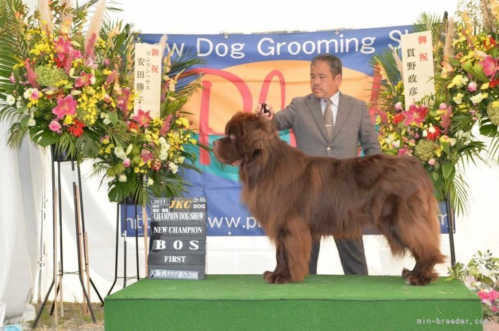 当犬舎のニューファンドランド、チャンピオン犬のルーファス君です♪｜新井　聡(あらい　さとし)ブリーダー(千葉県・サモエドなど・JKC/KCジャパン登録)の紹介写真10