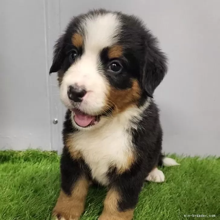 ID：2509-02309の子犬