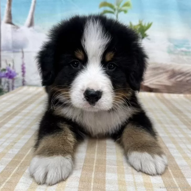 ID：2503-03408の子犬